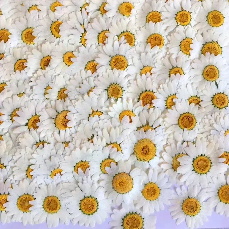 60X Pressed Dried Natural Whit - مراجعة Dried Flower Bookmark وسعره