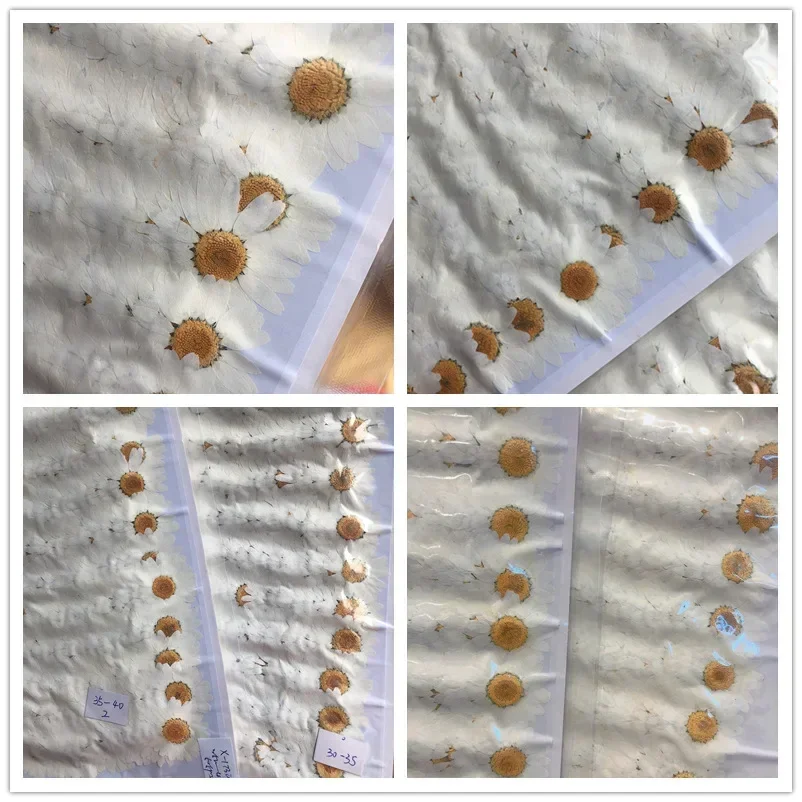 60X Pressed Dried Natural Whit - مراجعة Dried Flower Bookmark وسعره