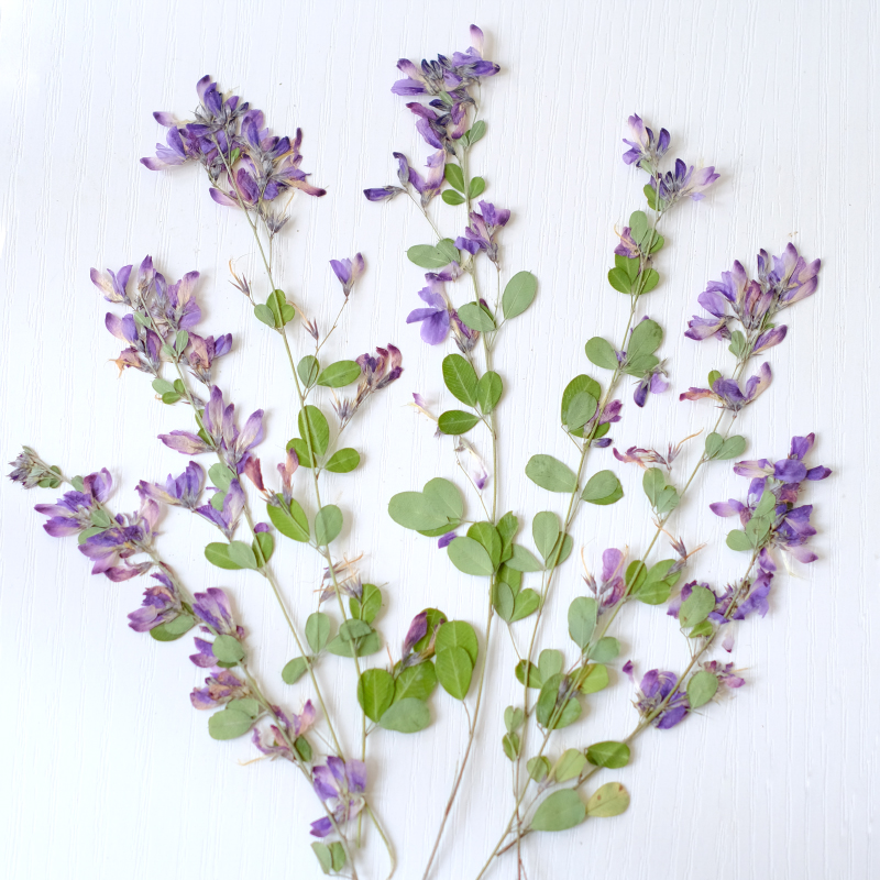 6pcs,nature Lespedeza Formosa  - مراجعة Dried Flower Bookmark وسعره