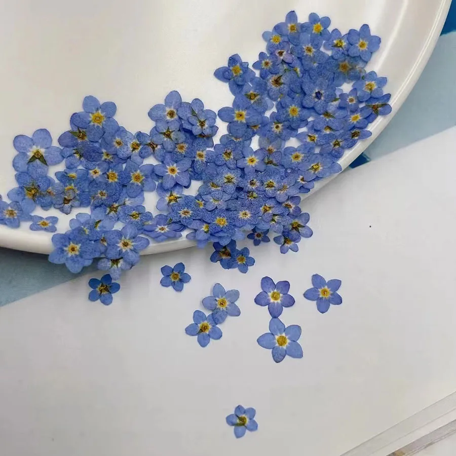 100pcs Pressed Dried Mini Blue - مراجعة Dried Flower Bookmark وسعره
