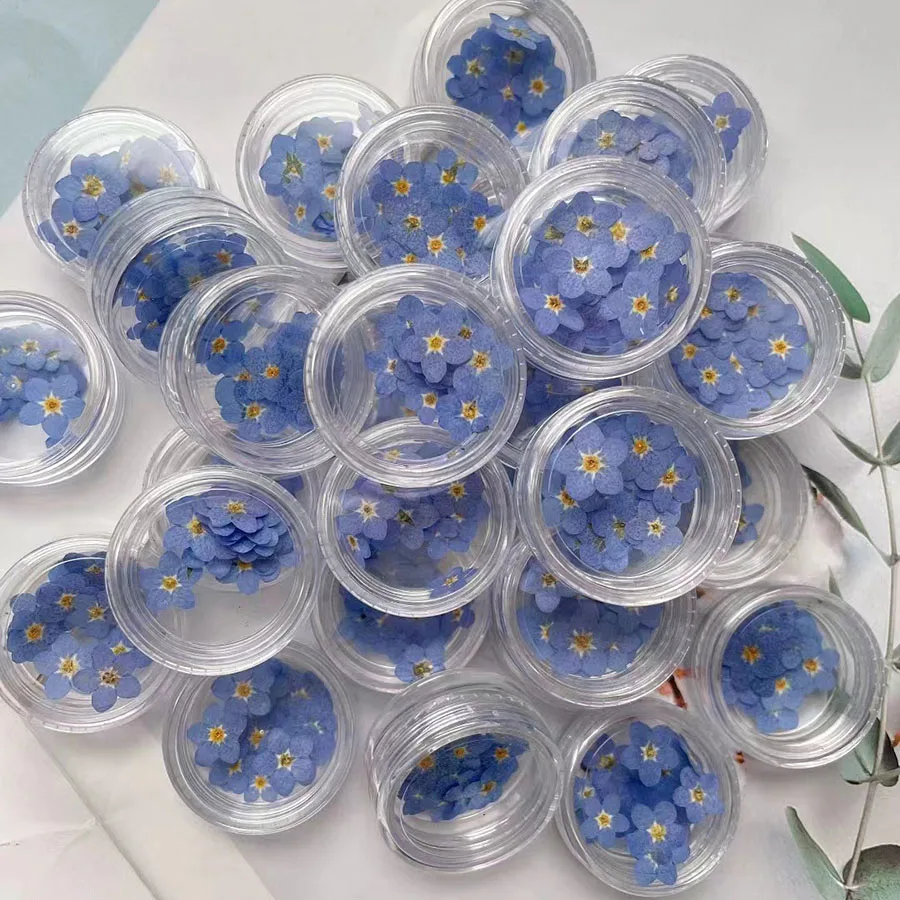 100pcs Pressed Dried Mini Blue - مراجعة Dried Flower Bookmark وسعره