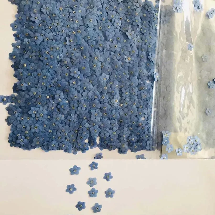100pcs Pressed Dried Mini Blue - مراجعة Dried Flower Bookmark وسعره