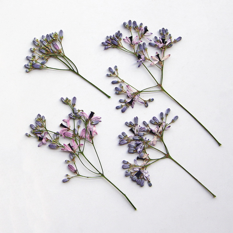 120pcs Pressed Dried Melia aze - مراجعة Dried Flower Bookmark وسعره