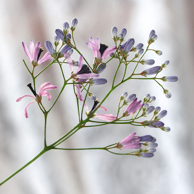 120pcs Pressed Dried Melia aze - مراجعة Dried Flower Bookmark وسعره