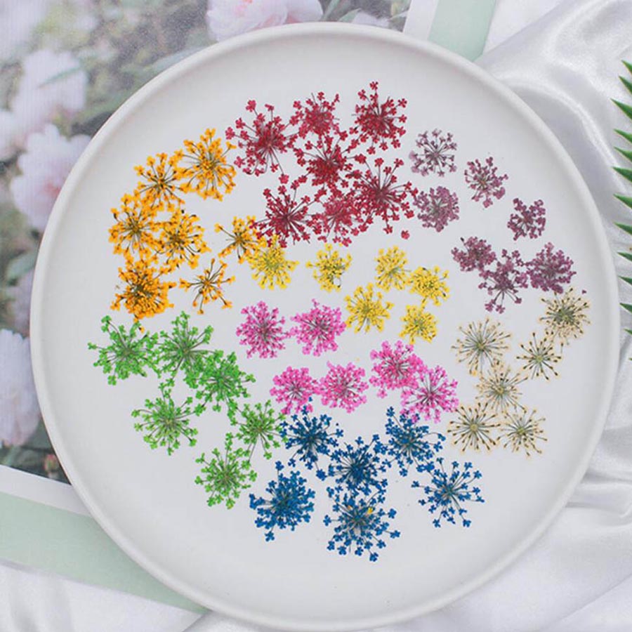 60pcs Pressed Dried 15-20mm Am - مراجعة Dried Flower Bookmark وسعره