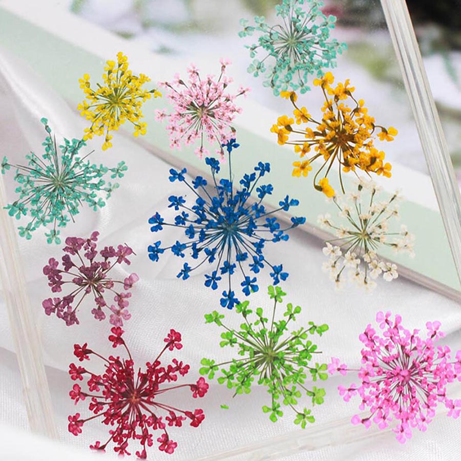 60pcs Pressed Dried 15-20mm Am - مراجعة Dried Flower Bookmark وسعره