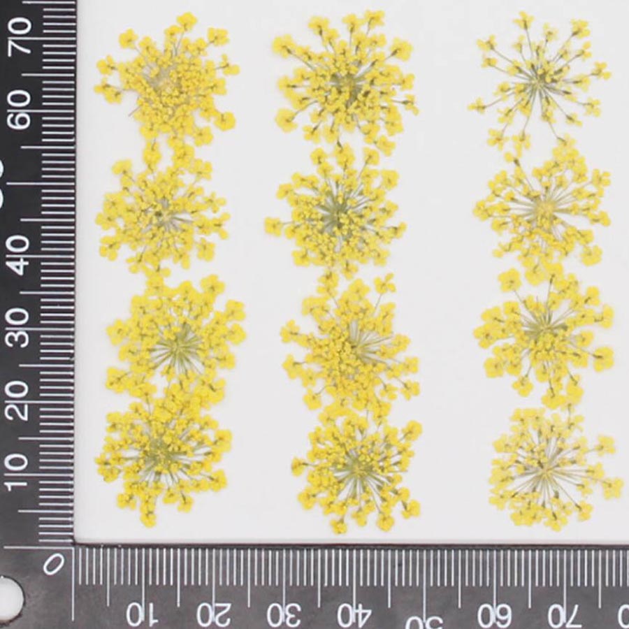 60pcs Pressed Dried 15-20mm Am - مراجعة Dried Flower Bookmark وسعره