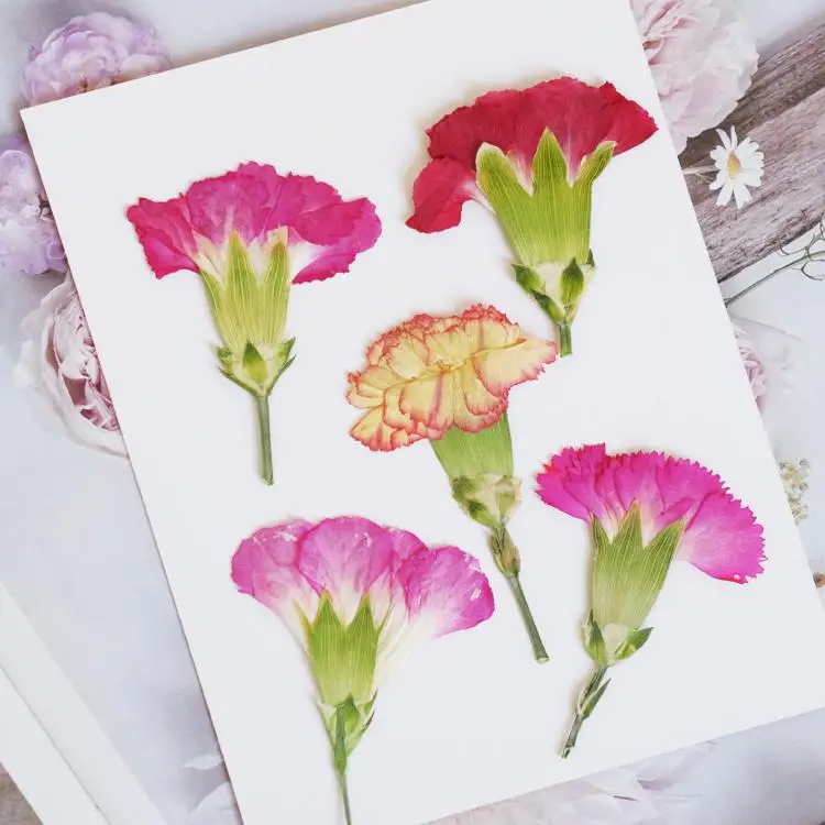 6pcs/4-7cm,Carnation dried flo - مراجعة Dried Flower Bookmark وسعره