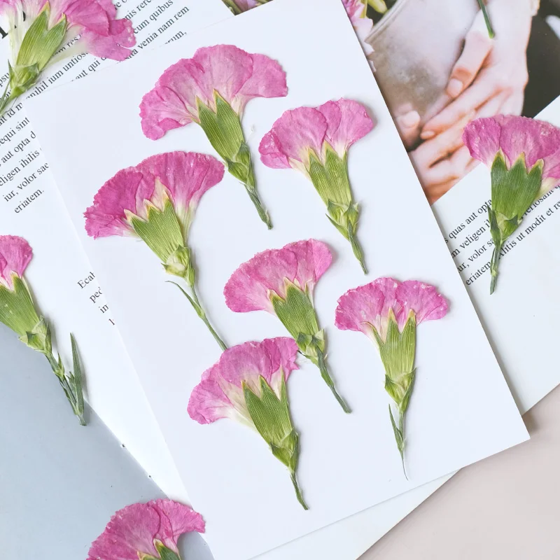 6pcs/4-7cm,Carnation dried flo - مراجعة Dried Flower Bookmark وسعره