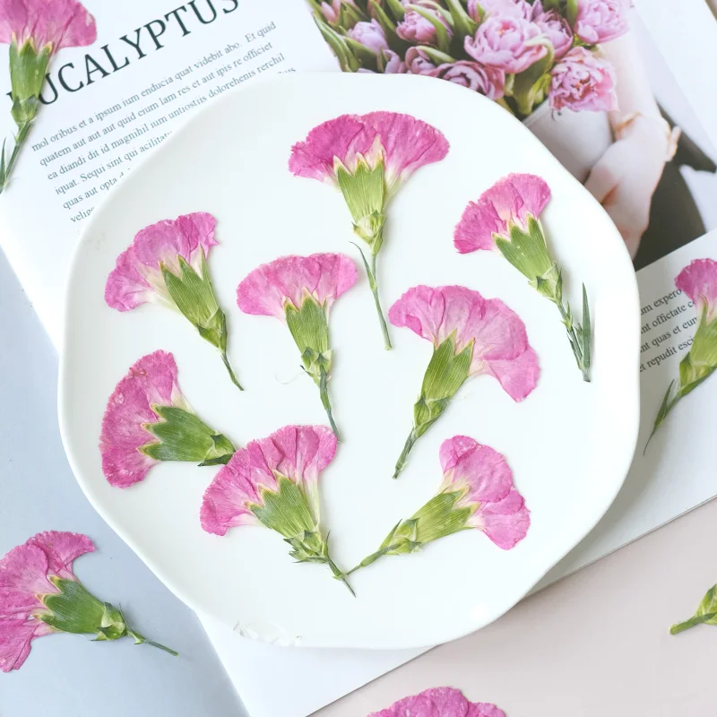 6pcs/4-7cm,Carnation dried flo - مراجعة Dried Flower Bookmark وسعره