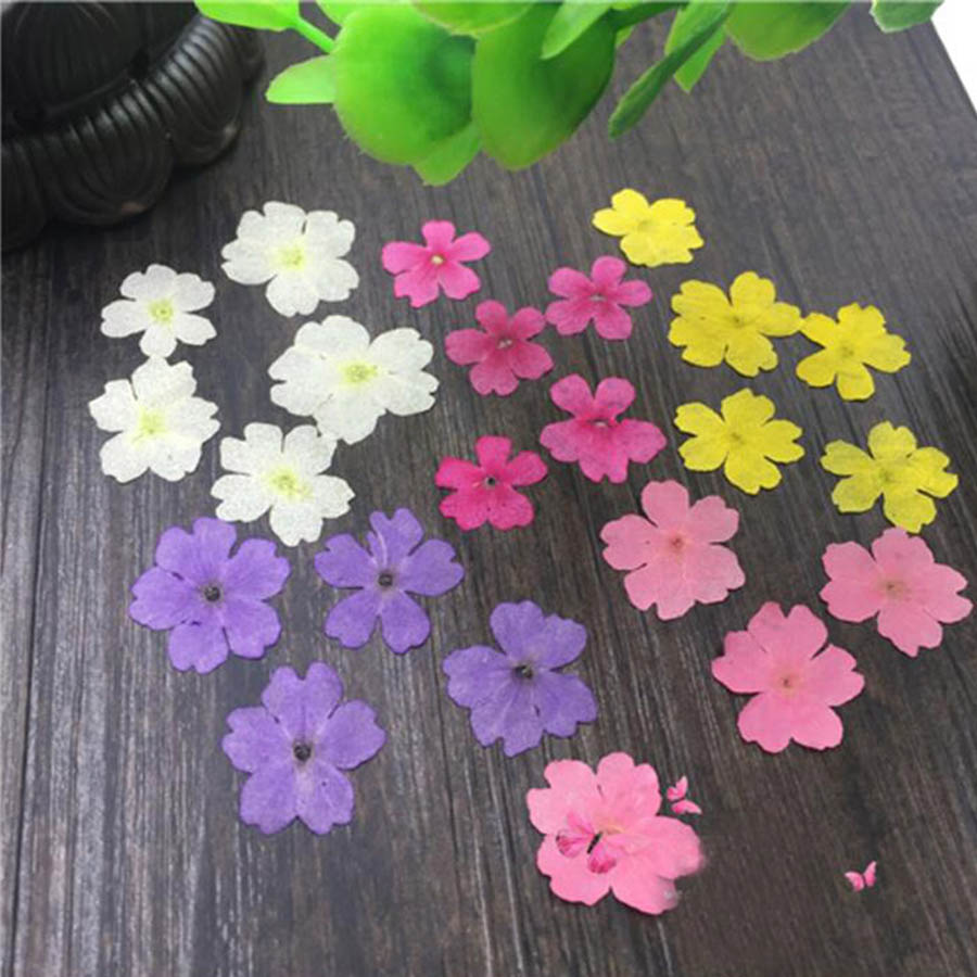 60pcs 1-2cm Pressed Dried Dyed - مراجعة Dried Flower Bookmark وسعره