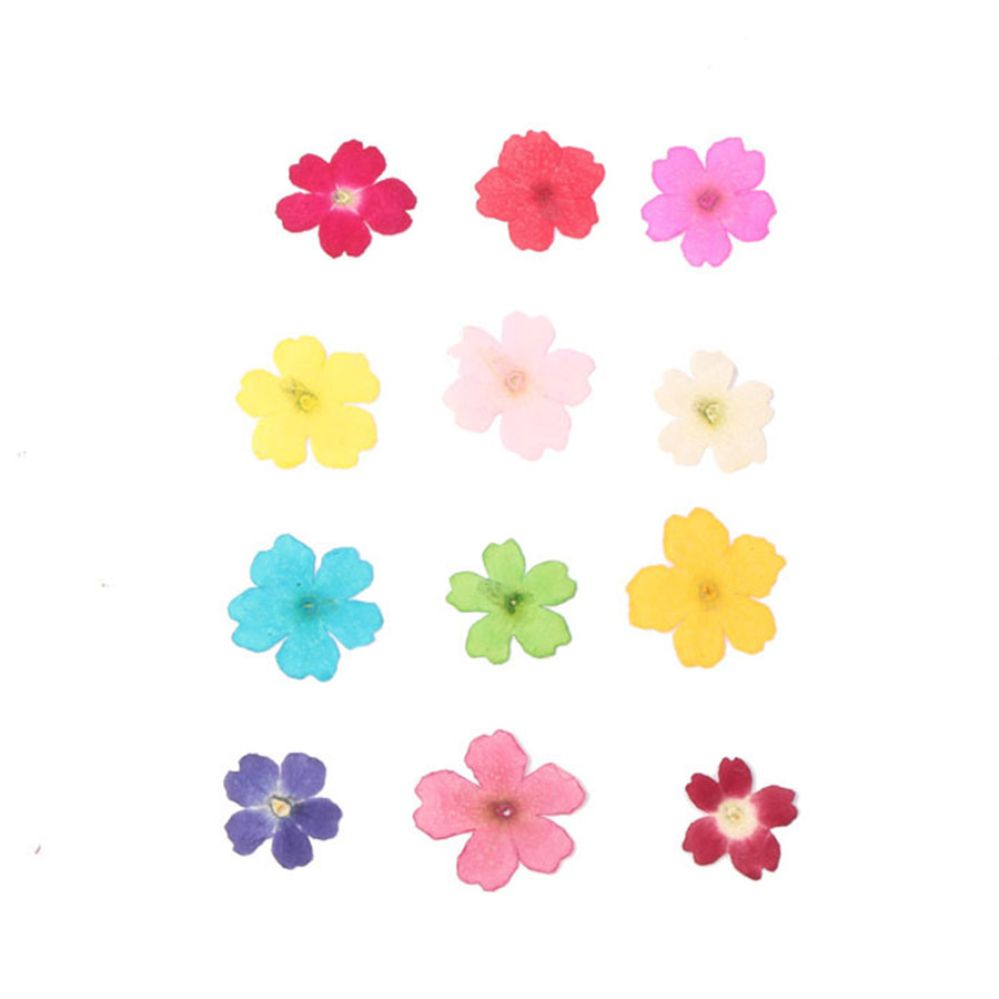 60pcs 1-2cm Pressed Dried Dyed - مراجعة Dried Flower Bookmark وسعره