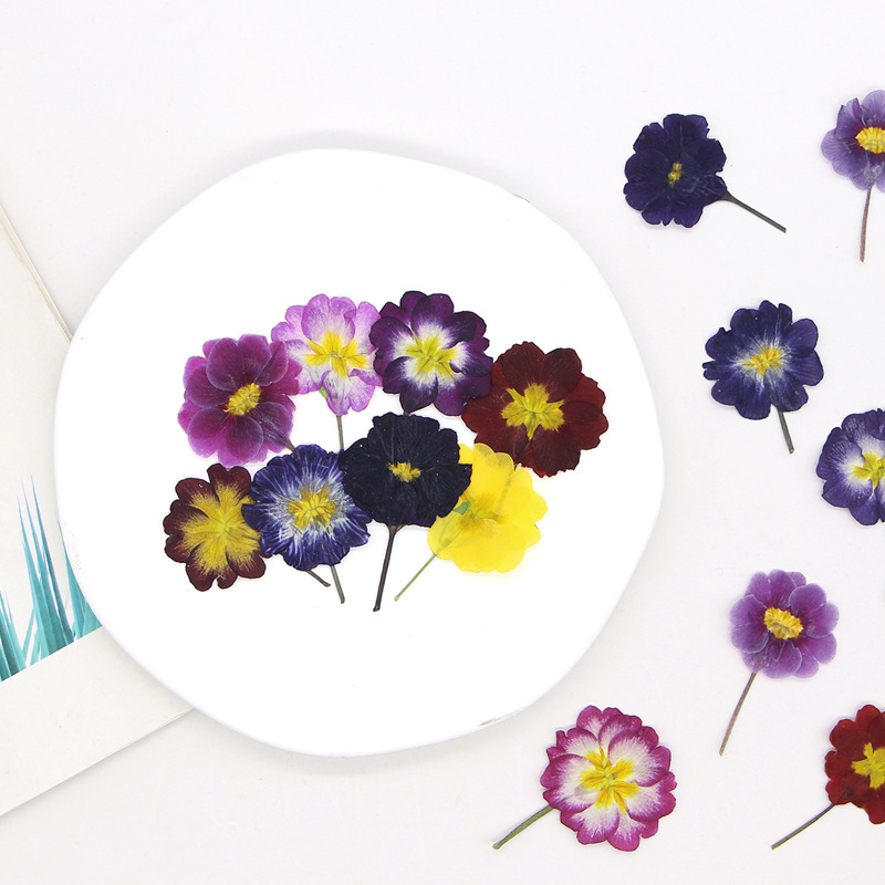 48Pcs European Primrose Teachi - مراجعة Dried Flower Bookmark وسعره