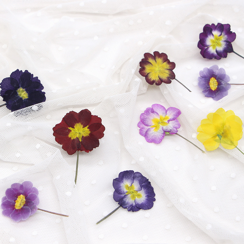 48Pcs European Primrose Teachi - مراجعة Dried Flower Bookmark وسعره
