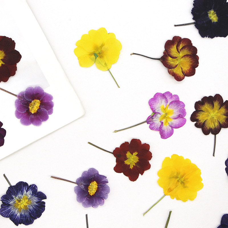 48Pcs European Primrose Teachi - مراجعة Dried Flower Bookmark وسعره