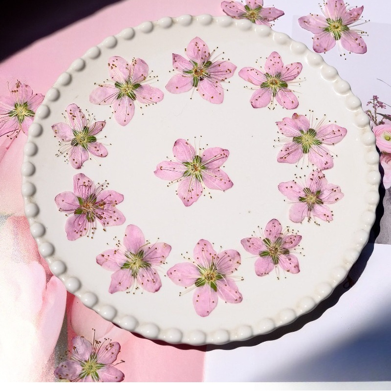 3-4cm./6pcs,Pink Peach Blossom - مراجعة Dried Flower Bookmark وسعره