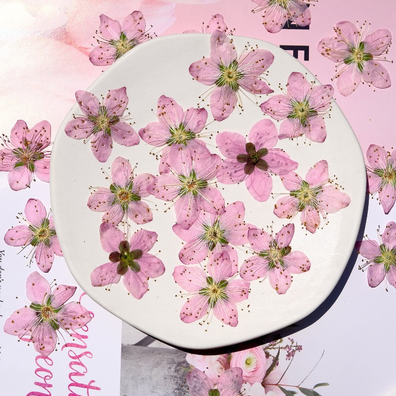 3-4cm./6pcs,Pink Peach Blossom - مراجعة Dried Flower Bookmark وسعره