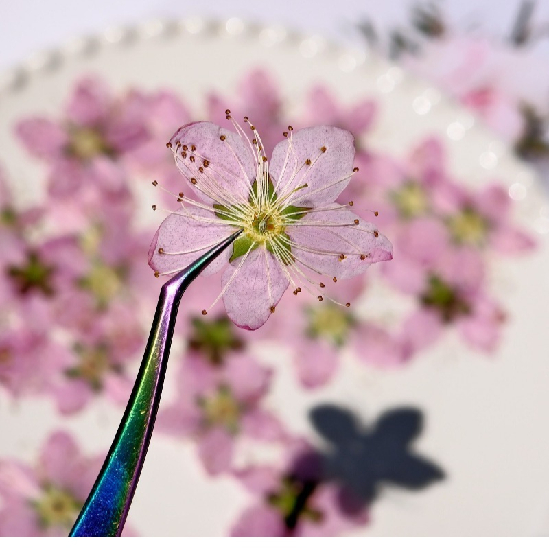 3-4cm./6pcs,Pink Peach Blossom - مراجعة Dried Flower Bookmark وسعره