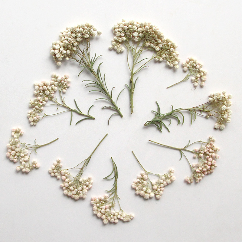 12pcs,Nature Millet flower bra - مراجعة Dried Flower Bookmark وسعره