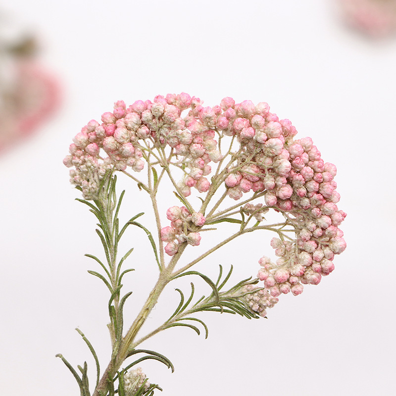 12pcs,Nature Millet flower bra - مراجعة Dried Flower Bookmark وسعره