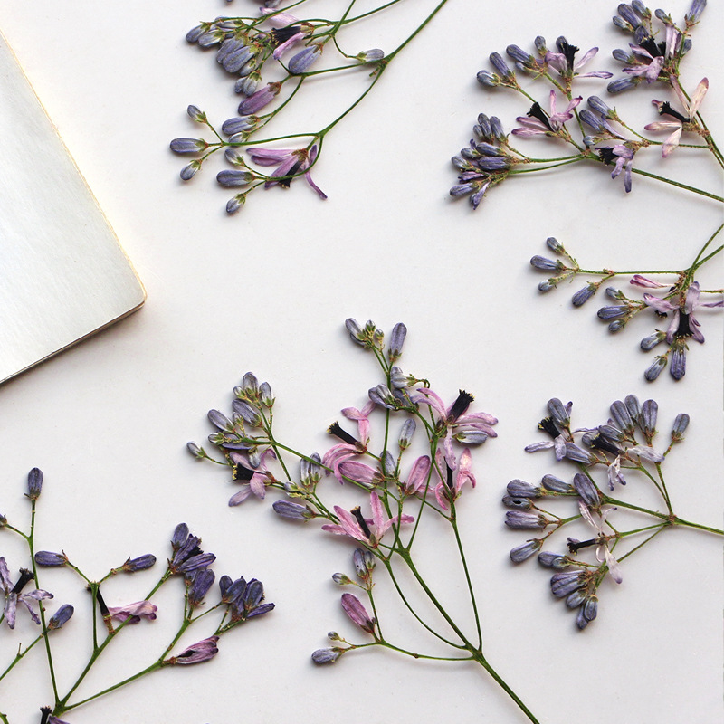 60Pcs Neem Tree Flower Branche - مراجعة Dried Flower Bookmark وسعره