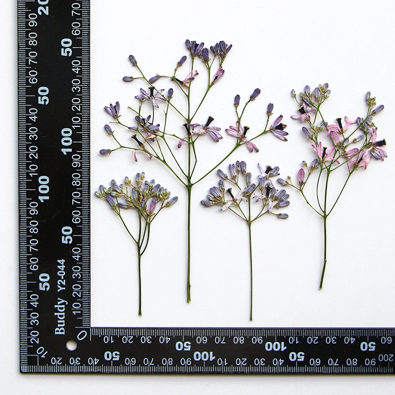 60Pcs Neem Tree Flower Branche - مراجعة Dried Flower Bookmark وسعره