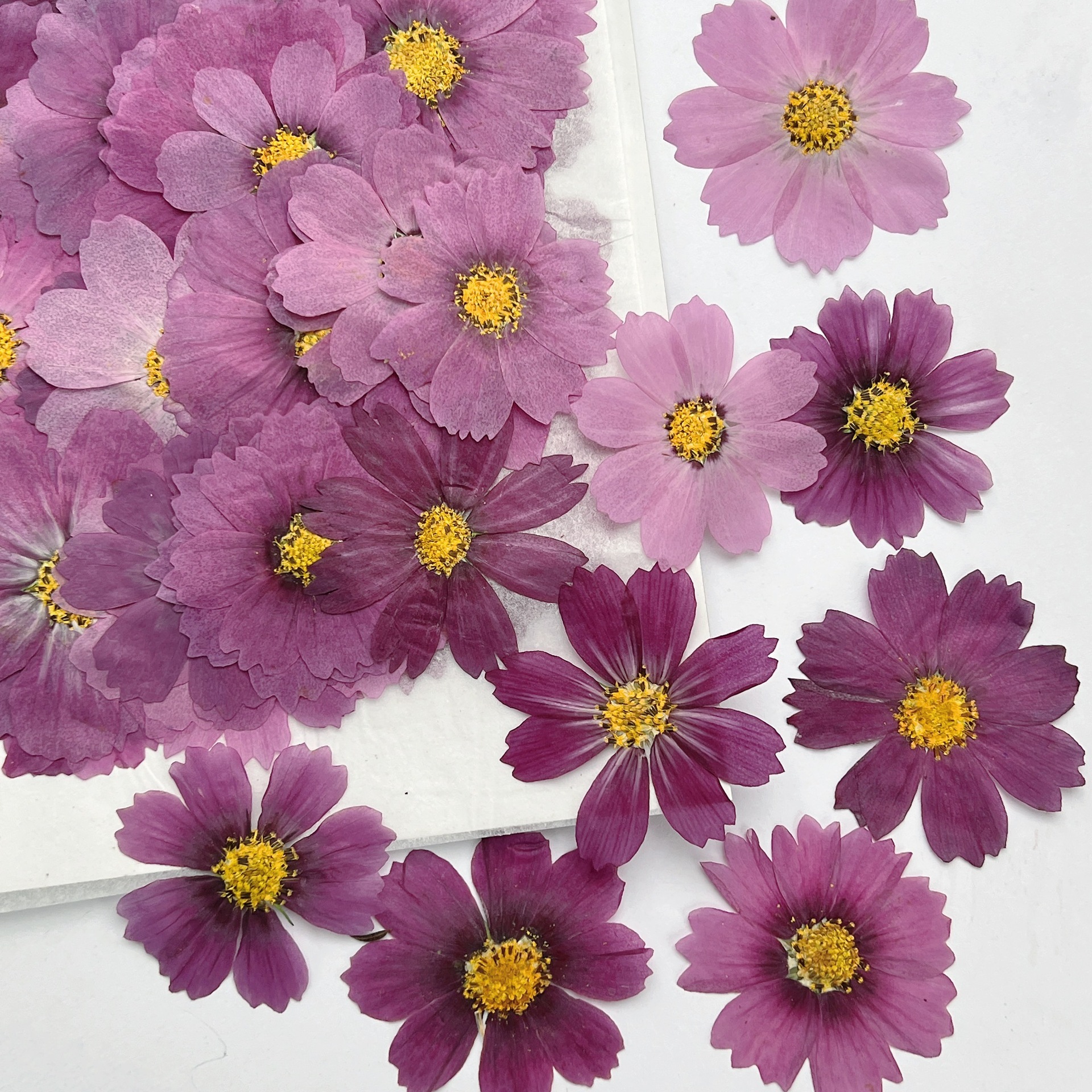100Pcs Cosmos Dried Flower Pre - مراجعة Dried Flower Bookmark وسعره
