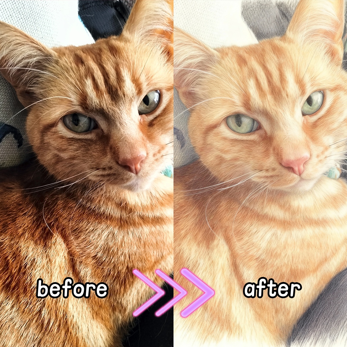 Personalized Custom Colored Pe - مراجعة Pet Portrait Custom وسعره