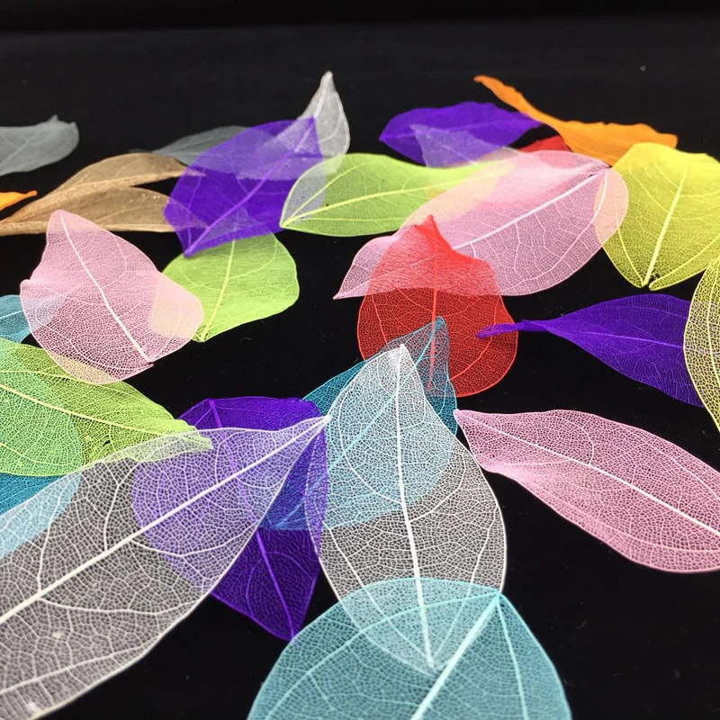 5-6cm/24pcs,Nature Real Touch  - مراجعة Dried Flower Bookmark وسعره