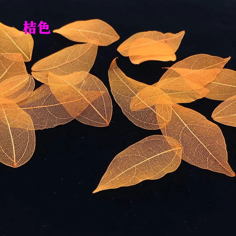 5-6cm/24pcs,Nature Real Touch  - مراجعة Dried Flower Bookmark وسعره