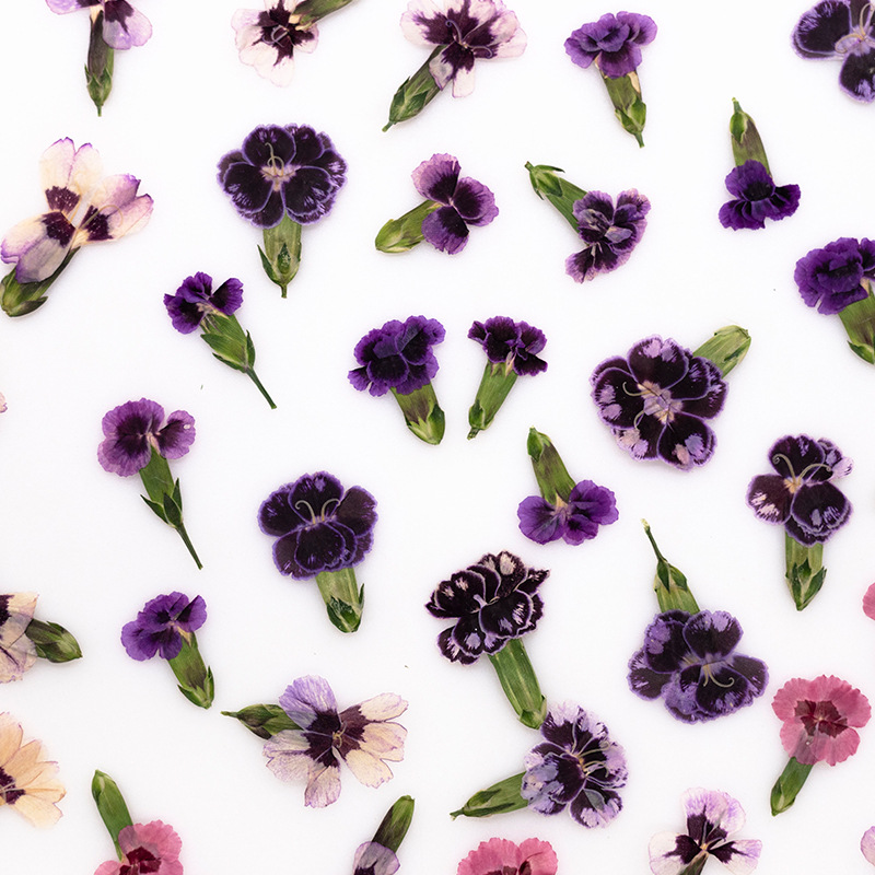 24pcs,Pressed Dried Dianthus F - مراجعة Dried Flower Bookmark وسعره