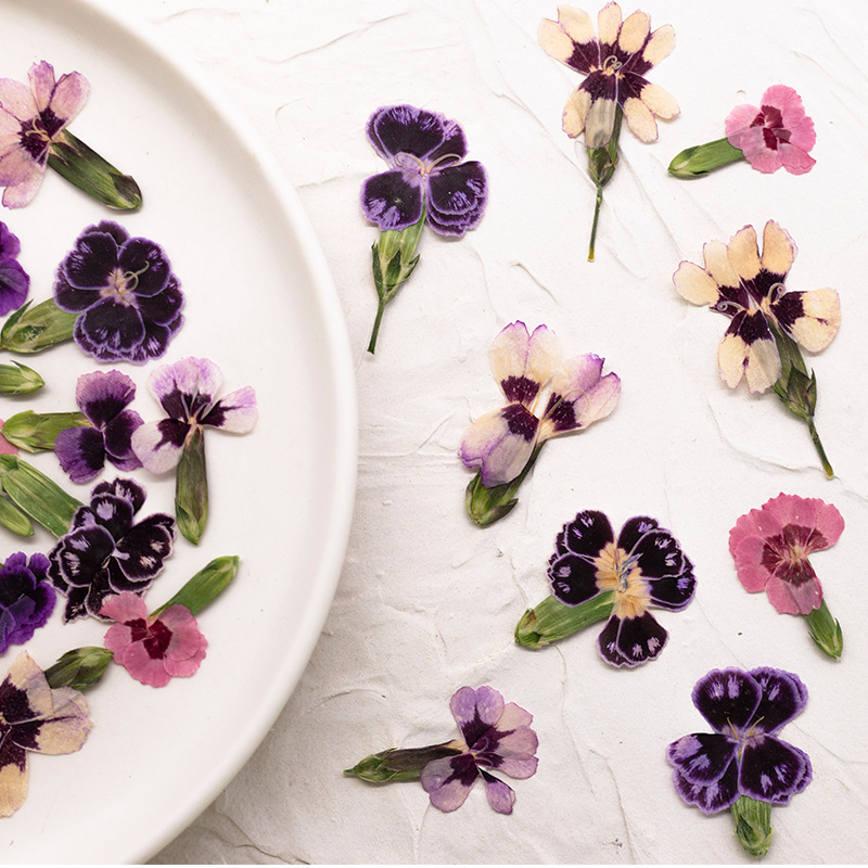 24pcs,Pressed Dried Dianthus F - مراجعة Dried Flower Bookmark وسعره