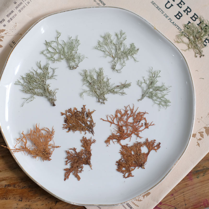 12pcs,Seaweed aquatic plants d - مراجعة Dried Flower Bookmark وسعره