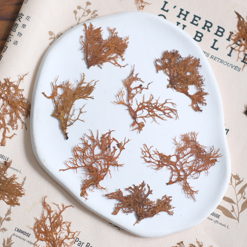 12pcs,Seaweed aquatic plants d - مراجعة Dried Flower Bookmark وسعره