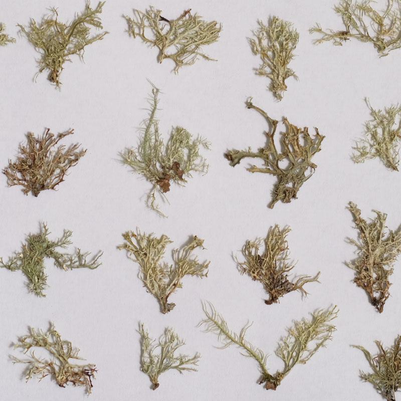 12pcs,Seaweed aquatic plants d - مراجعة Dried Flower Bookmark وسعره