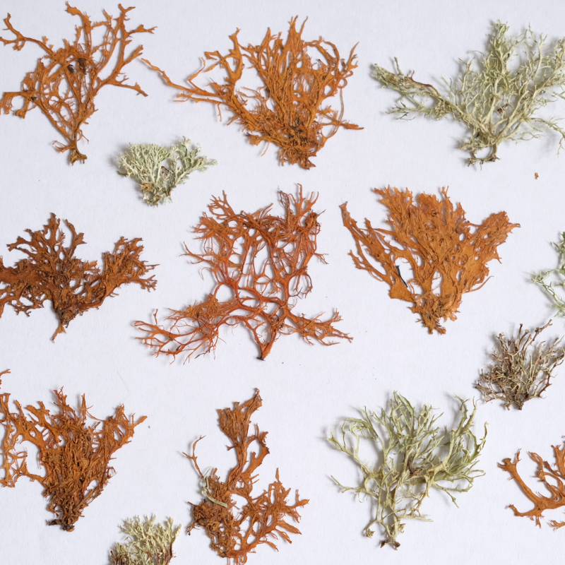 12pcs,Seaweed aquatic plants d - مراجعة Dried Flower Bookmark وسعره