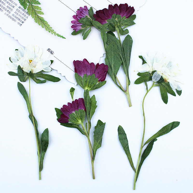 24pcs,Mini Chrysanthemum Press - مراجعة Dried Flower Bookmark وسعره