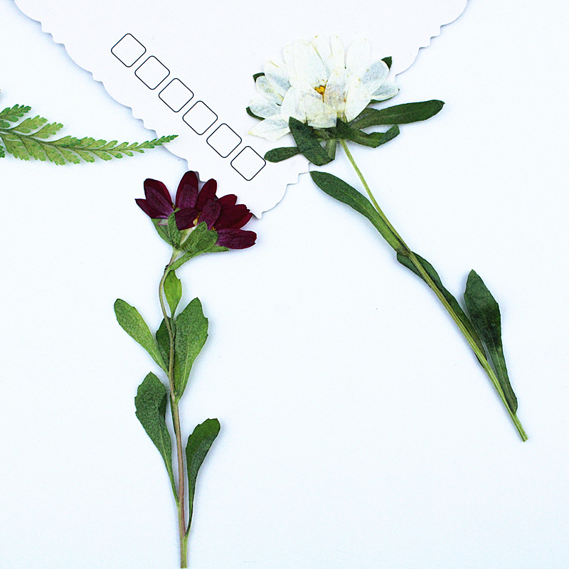 24pcs,Mini Chrysanthemum Press - مراجعة Dried Flower Bookmark وسعره