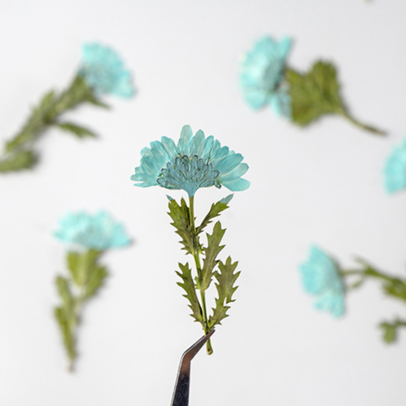 5-8cm/24pcs,Side pressed cryst - مراجعة Dried Flower Bookmark وسعره