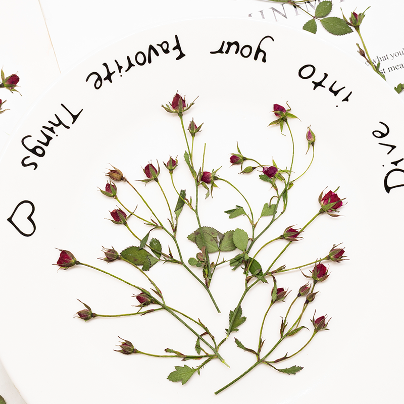 12pcs,Dried Rose Multi Bud Bra - مراجعة Dried Flower Bookmark وسعره