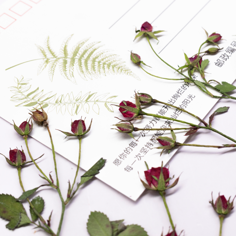 12pcs,Dried Rose Multi Bud Bra - مراجعة Dried Flower Bookmark وسعره