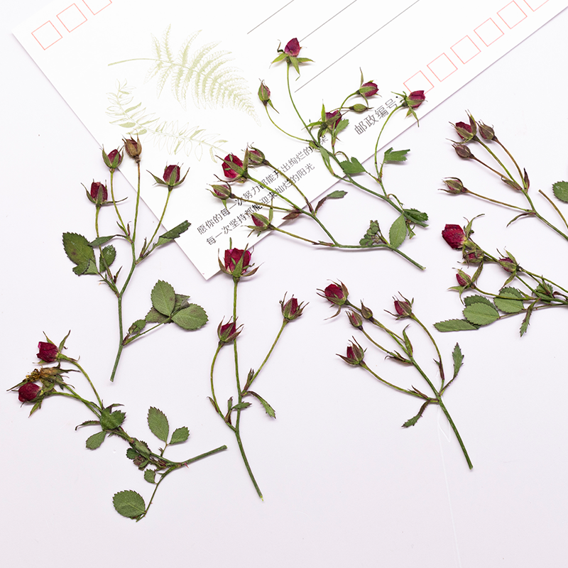 12pcs,Dried Rose Multi Bud Bra - مراجعة Dried Flower Bookmark وسعره